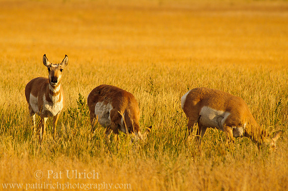Grazing pronghorn herd