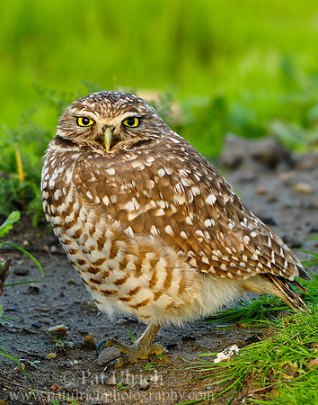 Owl portrait