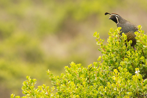 Curious quail in coyote brush