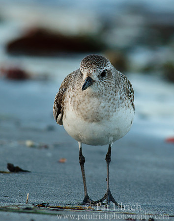 Watching plover