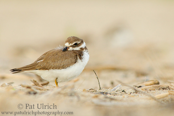 Plover on the beach