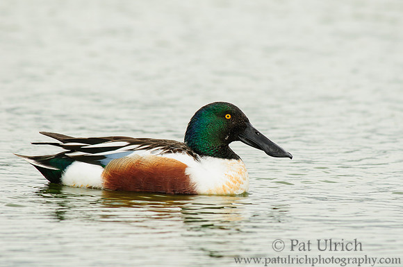 Swimming shoveler in profile