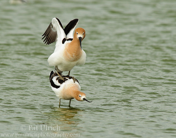 American avocet mating ritual #8