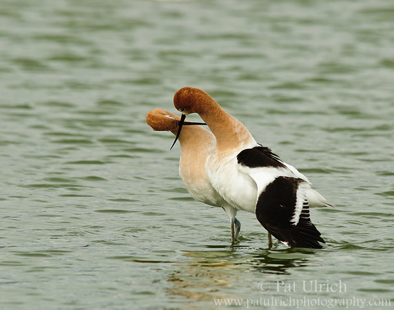 American avocet mating ritual #11