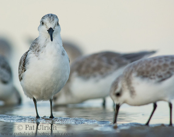 Sanderling stands tall