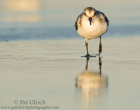 Sanderling on smooth sand