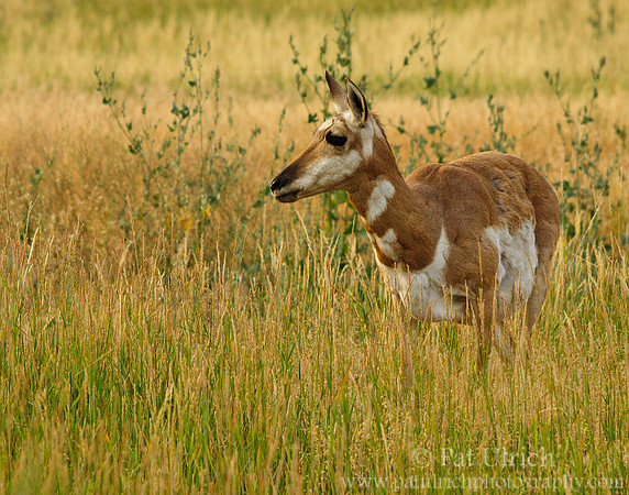 Pronghorn in the tall grass