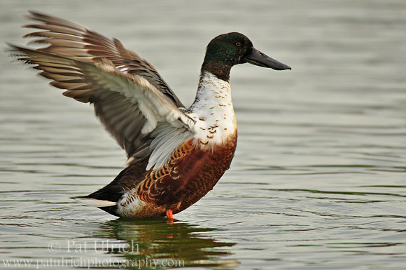 Shoveler stretch