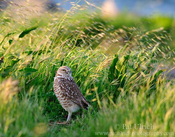 Late light, tall grass 3