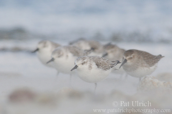 Shorebirds obscured by blowing sand