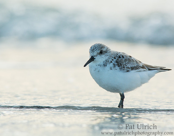 Sanderling in the rising tide