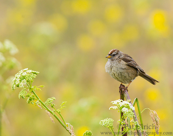 White-crowned sparrow in Point Reyes National Seashore