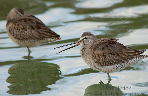 Calling dowitcher