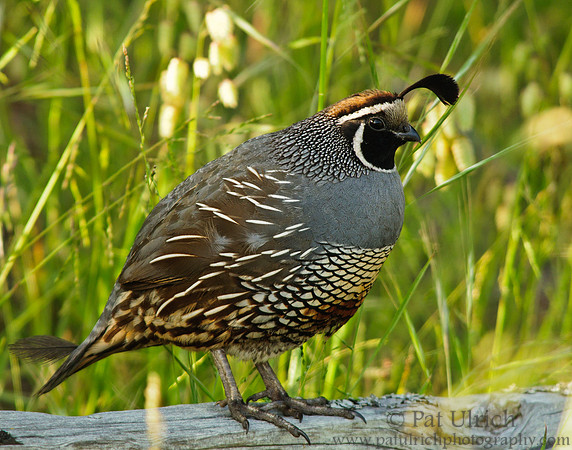 Quail on a railling