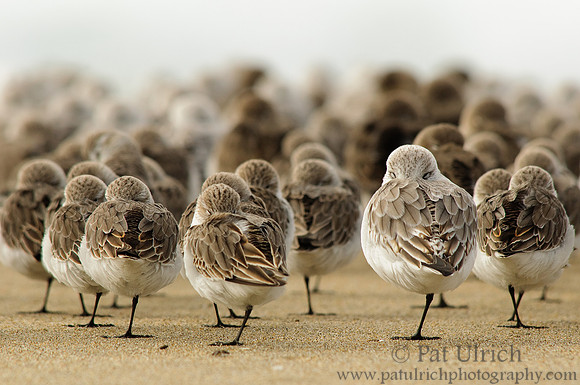 The flock is asleep