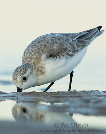 Feeding reflection