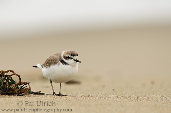 Snowy plover on Limantour Beach