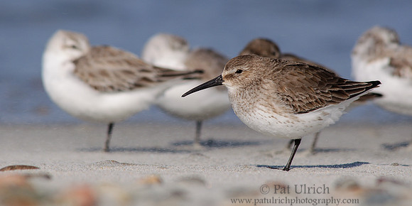 Dunlin resting with sanderlings