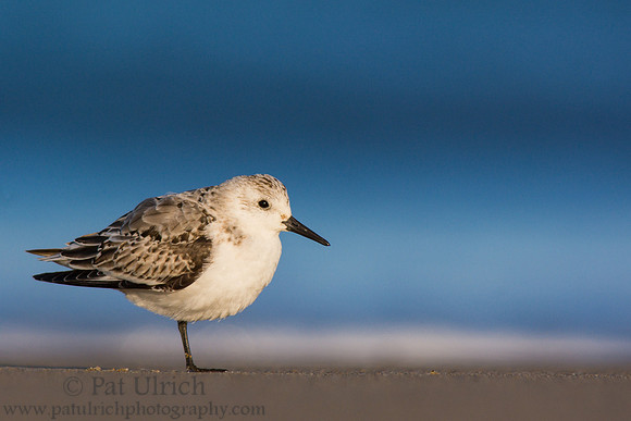 Sanderling with an electric blue background