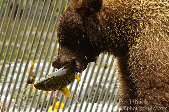 Trout tastes better