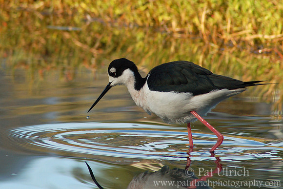 Stilt feeding