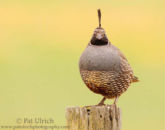 Quail stare down