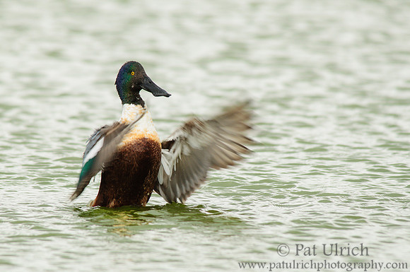 Northern shoveler drake