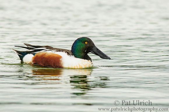 Northern shoveler drake
