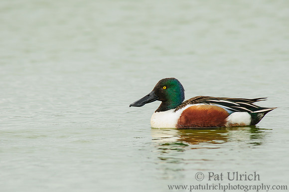 Northern shoveler drake