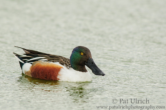 Northern shoveler drake