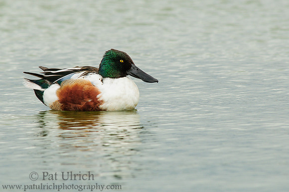Northern shoveler drake