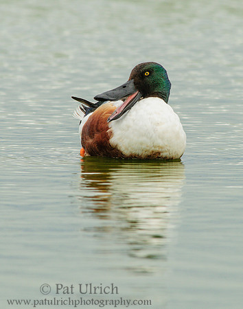 Northern shoveler drake