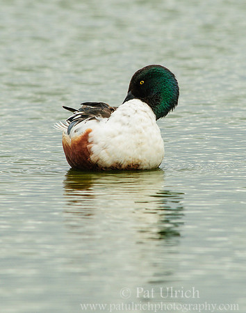 Northern shoveler drake