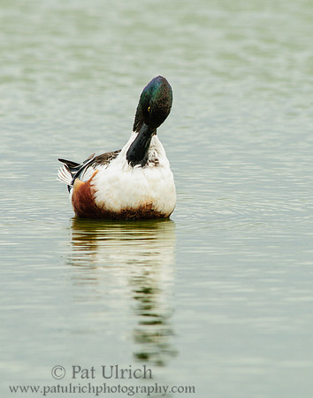 Northern shoveler drake
