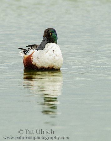 Northern shoveler drake