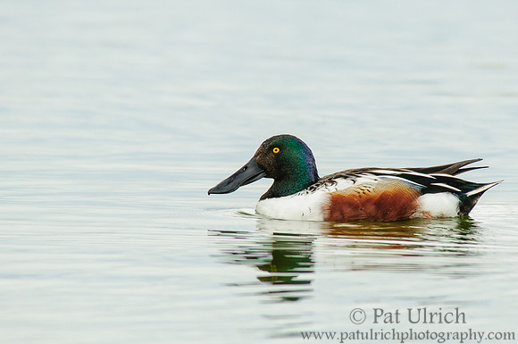 Northern shoveler drake
