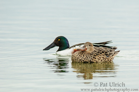 Northern shoveler drake