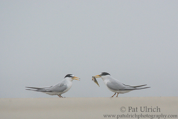 Least tern courtship display