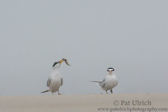 Least tern courtship display