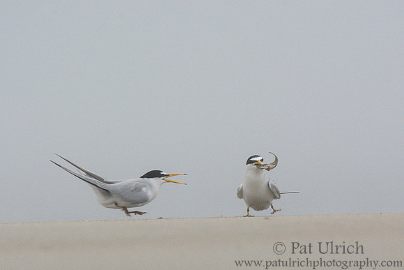 Least tern courtship display