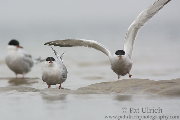 Common tern on Plum Island