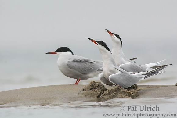 Common tern on Plum Island