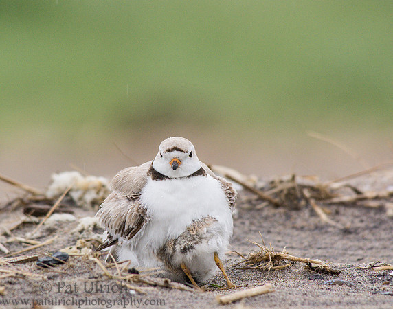 Piping plover parent with chick