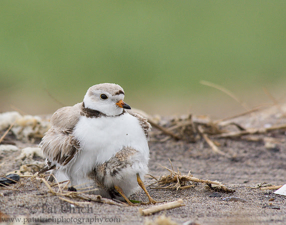 Piping plover parent with chick