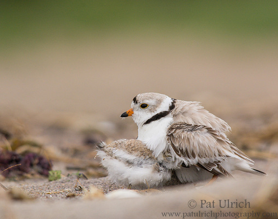 Piping plover parent with chick