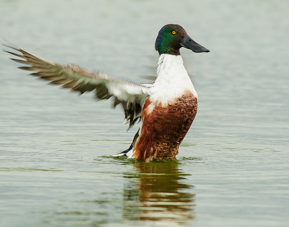 Northern shoveler drake flapping its wings
