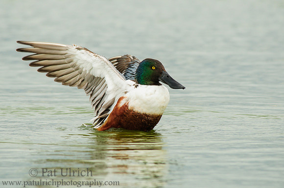 Northern shoveler drake flapping its wings