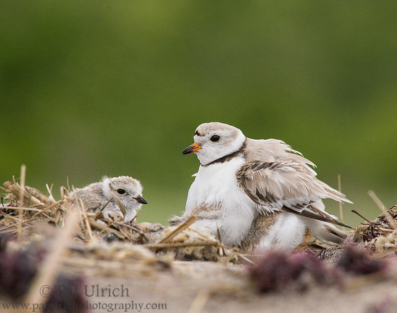 Piping plover parent with chick