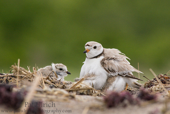 Piping plover parent with chick