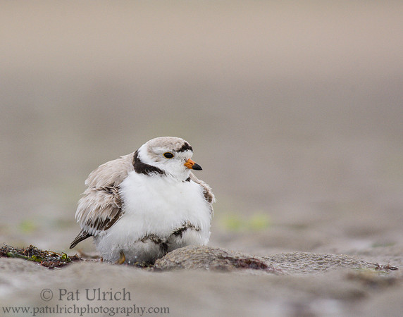Piping plover parent with chick